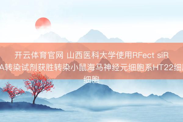 开云体育官网 山西医科大学使用RFect siRNA转染试剂获胜转染小鼠海马神经元细胞系HT22细胞